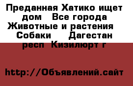 Преданная Хатико ищет дом - Все города Животные и растения » Собаки   . Дагестан респ.,Кизилюрт г.